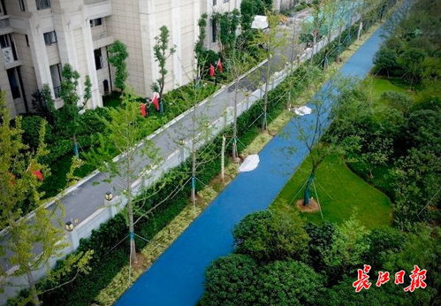让城市更美丽,他们精心打造江南生态绿廊