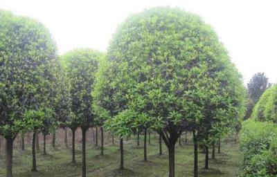 苗木养护技术:苗木栽植过程需注意的要点及其养护管理