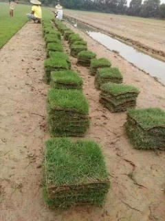 出售各种绿化苗木草皮承包绿化养护绿化工程绿化种植